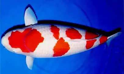 Azalea Koi Cikarang - Reseller Koi Lokal dan Import
